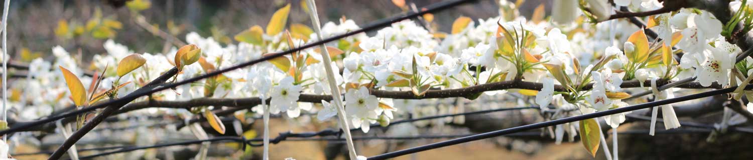 梨狩り・梨園