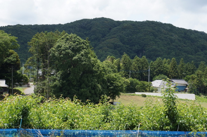 さんろく果樹園の駐車場から見た風景